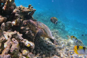 Baby Groot, hawksbill, adopted for Joe Hawksbill turtle, Makunudhoo Reef, North, Malé, Maldives. Image.