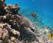 Hawksbill turtle, Makunudhoo Reef, North, Malé, Maldives. Image.