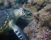 Hawksbill turtle, Haleemu Giri, Lhaviyani, Maldives. Image.