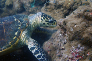 Horst Julius, hwaksbill, adopted for Carina by Mirjana Bleich Hawksbill turtle, Haleemu Giri, Lhaviyani, Maldives. Image.