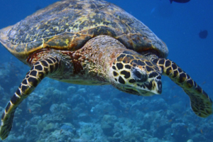 Uniko, hawksbill, adopted by Daniele Guarnaschelli for Lilian Hawksbill turtle, Kuredu Express, Lhaviyani Atoll, Maldives. Image.