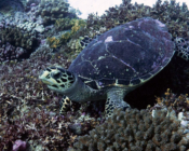 Hawksbill turtle, Kurethi, Laamu Atoll, Maldives. Image.