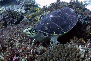 Timmy, hawksbill, adopted for Tegan by
Samuel Ryland Hawksbill turtle, Kurethi, Laamu Atoll, Maldives. Image.