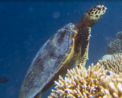 Hawksbill, Olhuveli Point, Laamu Atoll, Maldives. Image.