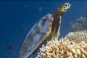 Larry, hawksbill, adopted for Nikki Hawksbill, Olhuveli Point, Laamu Atoll, Maldives. Image.