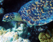 Hawksbill, Laama Faru Haa, Laamu Atoll, Maldives. Image.