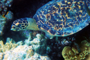 Luisa, hawksbill, adopted for Luisa by Carina Hawksbill, Laama Faru Haa, Laamu Atoll, Maldives. Image.