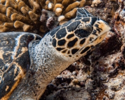 Adopt HK5231 Name and adopt a sea turtle in the Maldives, to support conservation. Image.