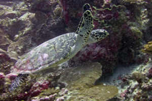 Kaukau, hawksbill, adopted for Atarangi by S Douglas Hawksbill, Hithadhoo West, Laamu Atoll, Maldives. Image.