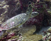 Hawksbill, Hithadhoo West, Laamu Atoll, Maldives. Image.