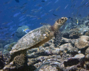 Hawksbill, Fonadhoo Beyru, Laamu Atoll, Maldives. Image.