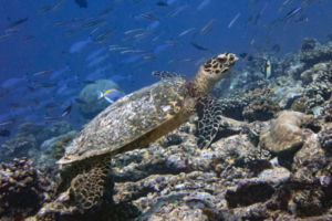 Melena, hawksbill, adopted for Lexi & Megan by Amandine Vuylsteke Hawksbill, Fonadhoo Beyru, Laamu Atoll, Maldives. Image.