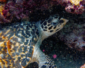 Hawksbill, Fonadhoo Beyru, Laamu Atoll, Maldives. Image.