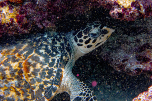 Joshua, hawksbill, adopted for Joshua by Miriam Bahrs Hawksbill, Fonadhoo Beyru, Laamu Atoll, Maldives. Image.