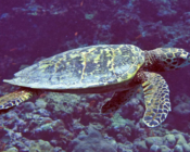 Hawksbill turtle, swimming along reef, Kuredu Caves, Lhaviyani atoll, Maldives. Image.