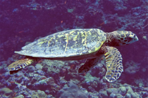 Sunshine, hawksbill, adopted by Caidee Salmond (The Aqua Trust) Hawksbill turtle, swimming along reef, Kuredu Caves, Lhaviyani atoll, Maldives. Image.
