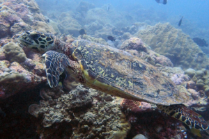 Dyck, hawksbill, adopted for Lars by Emilie Brammer Hawksbill turtle, Kanuhura Outreef. Lhaviyani Atoll, Maldives. Image.