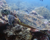 Hawksbill turtle, Kanuhura Outreef. Lhaviyani Atoll, Maldives. Image.