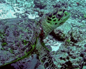 Hawksbill turtle, Hithadhoo Corner, Laamu Atoll, Maldives Image.