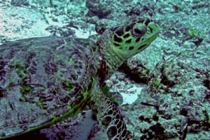 Anton, hawksbill, adopted for Bianca by Helene Ballke Hawksbill turtle, Hithadhoo Corner, Laamu Atoll, Maldives Image.