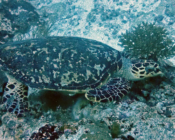 Hawksbill, Kuredu Express, Lhaviyani Atoll, Maldives. Image.
