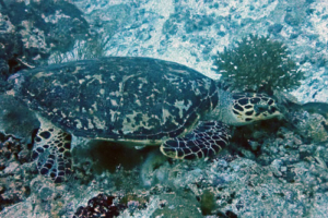 Herbert, hawksbill, adopted for David by Mrs Jane M Copeman Hawksbill, Kuredu Express, Lhaviyani Atoll, Maldives. Image.