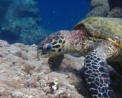 Hawksbill turtle, feeding on reef, Haleemu Giri, Lhaviyani atoll, Maldives. Image.