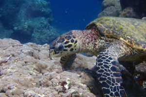 Bazza, hawksbill, adopted by Caidee & Freja (The Aqua Trust) Hawksbill turtle, feeding on reef, Haleemu Giri, Lhaviyani atoll, Maldives. Image.