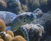 Hawksbill turtle, foraging on reef, Haleemu Giri, Lhaviyani atoll, Maldives. Image.