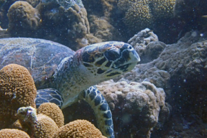 Jessie, hawksbill, adopted for Jamie Burke by Angela Burke Hawksbill turtle, foraging on reef, Haleemu Giri, Lhaviyani atoll, Maldives. Image.