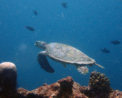 Hawksbill turtle, swimming away from reef, Dherufinolhu, Lhaviyani atoll, Maldives. Image.