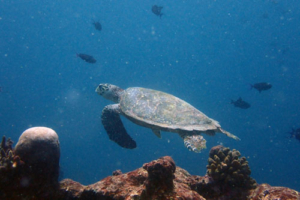Tante Dorien, hawksbill, adopted by Jackie Hawksbill turtle, swimming away from reef, Dherufinolhu, Lhaviyani atoll, Maldives. Image.