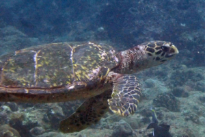 Mister Pedro, adopted by Patricia Adopted hawksbill turtle, Maldives. Image.
