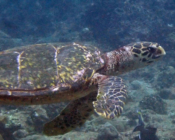 Adopted hawksbill turtle, Maldives. Image.