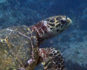 Hawksbill turtle, Dherufinolhu outreef, Lhaviyani atoll, Maldives. Image.