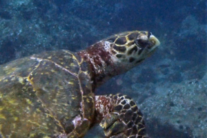 Dunning, hawksbill, adopted by Caidee & Freja (The Aqua Trust) Hawksbill turtle, Dherufinolhu outreef, Lhaviyani atoll, Maldives. Image.