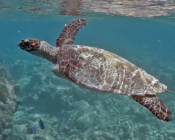 Hawksbill, Makunudhoo Reef, North Malé, Maldives. Image.