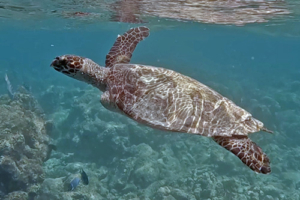 Melanie, hawksbill, adopted for Melanie by Petra Hawksbill, Makunudhoo Reef, North Malé, Maldives. Image.