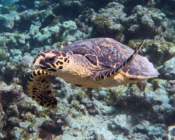 Hawksbill turtle, Makunudhoo, North Malé Atoll, Maldives. Image.
