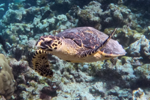 Benji, hawksbill, adopted for Cameron & Bailey Hawksbill turtle, Makunudhoo, North Malé Atoll, Maldives. Image.