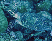 Hawksbill turtle, Kanuhura Corner, Lhaviyani Atoll, Maldives. Image.