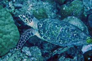 Hanna, hawksbill, adopted for Hanna by Robert Hawksbill turtle, Kanuhura Corner, Lhaviyani Atoll, Maldives. Image.