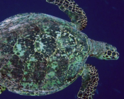 Hawksbill turtle, Palm Beach, Outreef Lhaviyani atoll, Maldives. Image.