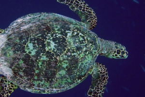 Mel, hawksbill, adopted for Melanie by Andrea Hawksbill turtle, Palm Beach, Outreef Lhaviyani atoll, Maldives. Image.