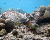 Hawksbill, Zafari, Lhaviyani Atoll, Maldives. Image.