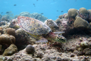 Hilde, hawksbill, adopted for Silke Hawksbill, Zafari, Lhaviyani Atoll, Maldives. Image.