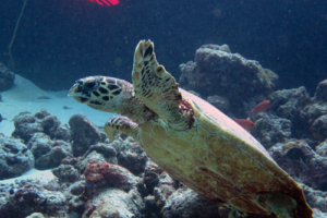 Gilberto, hawksbill, adopted Hawksbillturtle swimming up from the reef, Zafari, Lhaviyani Atoll, Maldives. Image.