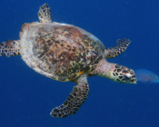 Hawksbill swimming in the blue, Maa Giri, Lhaviyani Atoll, Maldives. Image.