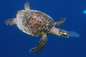 Moana, hawksbill, adopted by Kristin Hawksbill swimming in the blue, Maa Giri, Lhaviyani Atoll, Maldives. Image.
