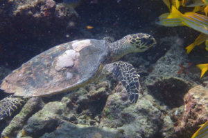 Sesito, hawksbill, adopted for José ny Scarlett Hawksbill turtle, Wall, Lhaviyani Atoll, Maldives